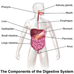 250px-Blausen_0316_DigestiveSystem.png