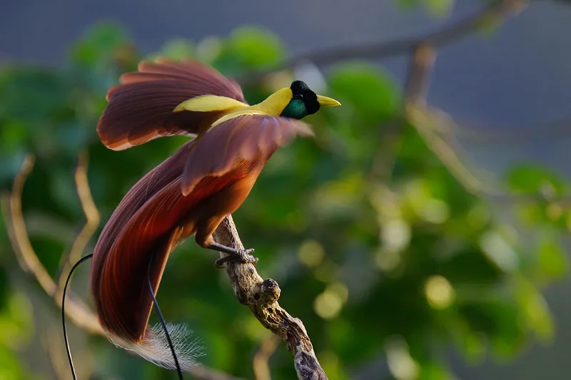 Cendrawasih-merah_Paradisaea-rubra.jpg