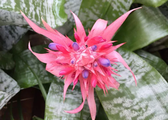 Repotting-Bromeliad-THD-RV-560x400.jpg