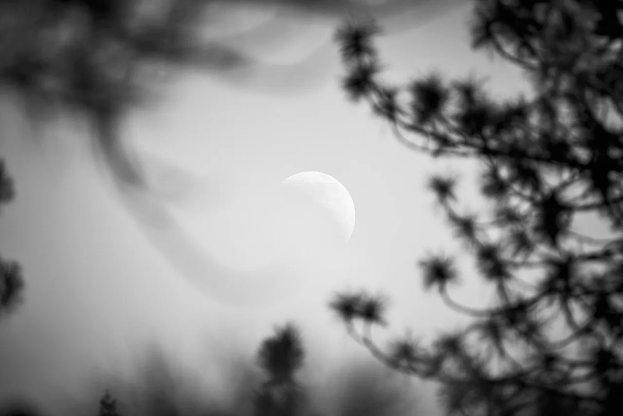 moon-through-leaves-150919_9EM4258.jpg