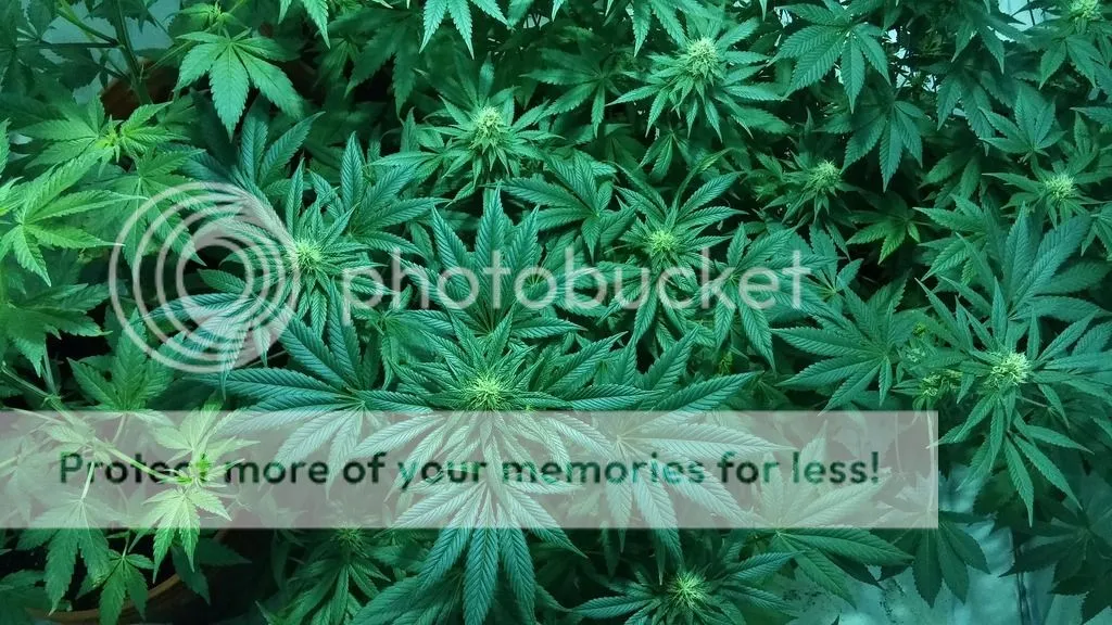 cannabis photo cannabis_zpsehchocyt.jpg