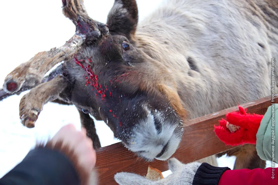 Reindeer with broken horns