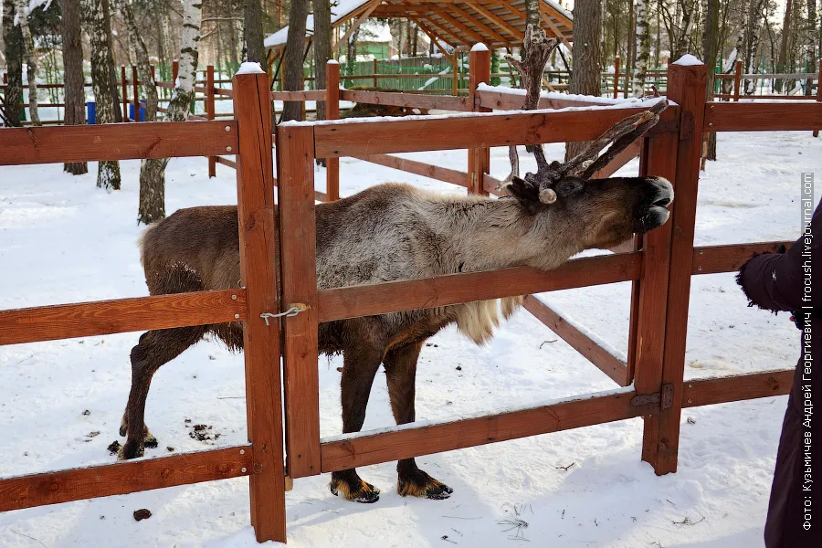 Reindeer in captivity