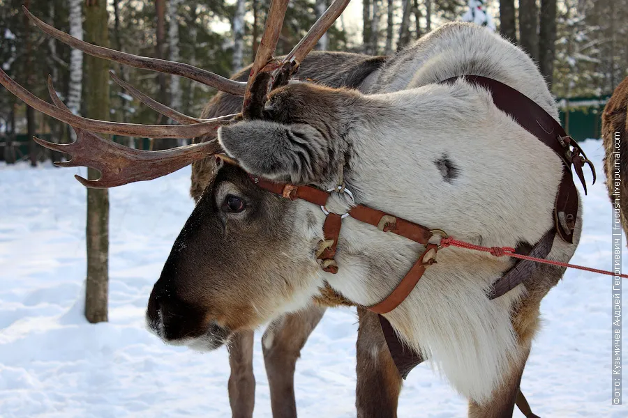 Reindeer in the suburbs