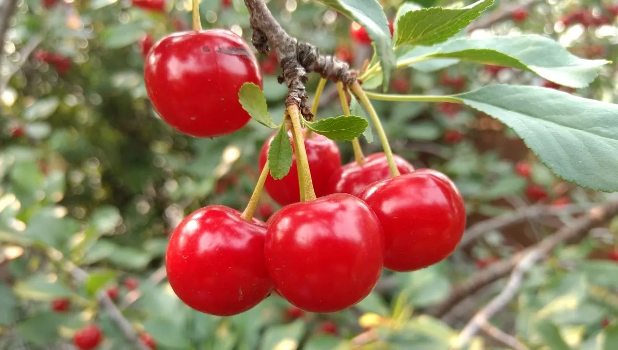 Cherries