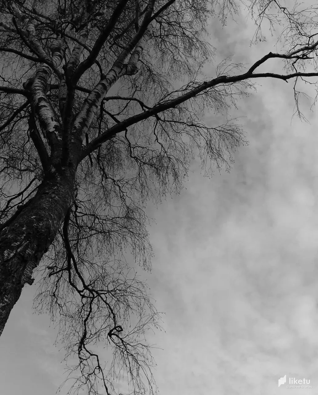 405opfil131so8s_tree-9a.jpg