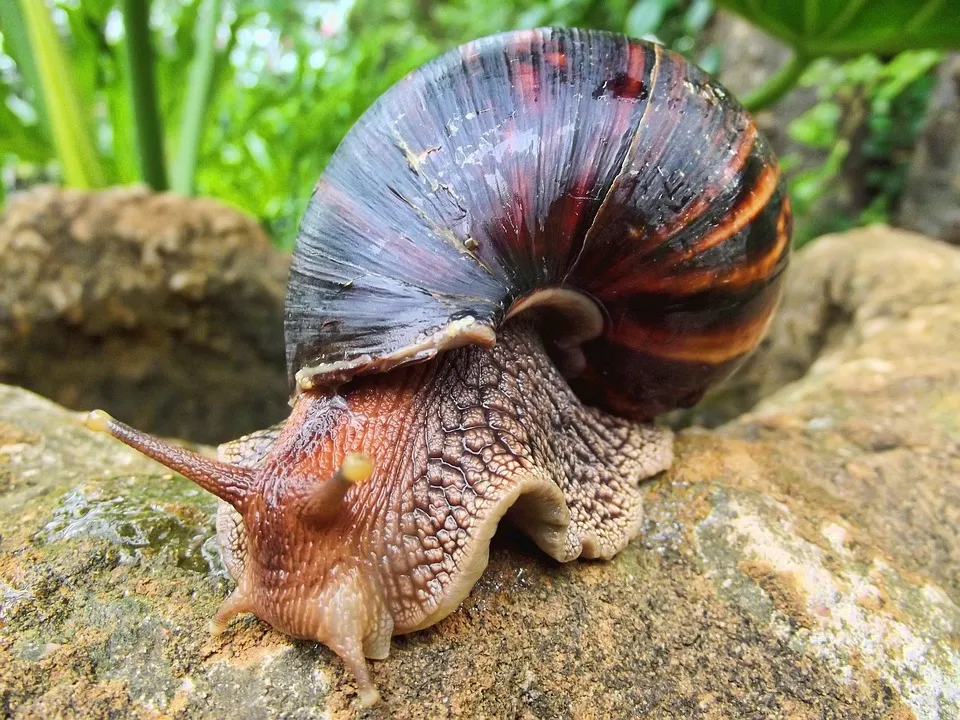 A really large African snail