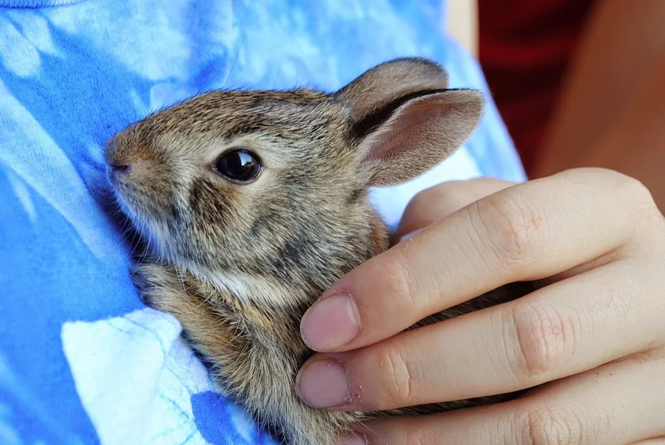 bunny