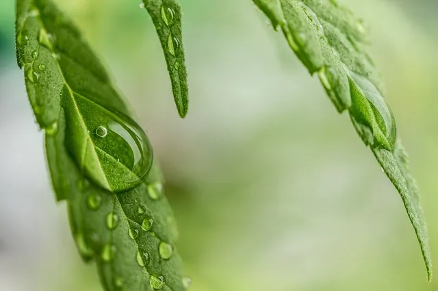 Marijuana plant with water drop