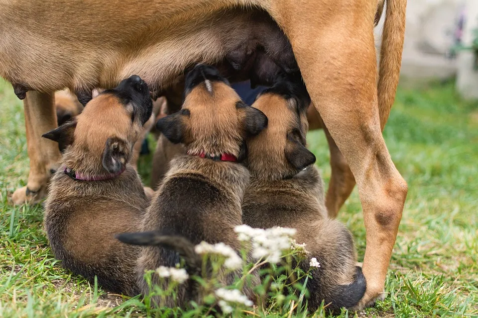 Cachorros recien nacidos