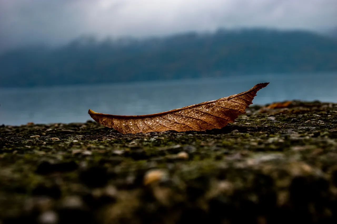 DSC_0029.jpg