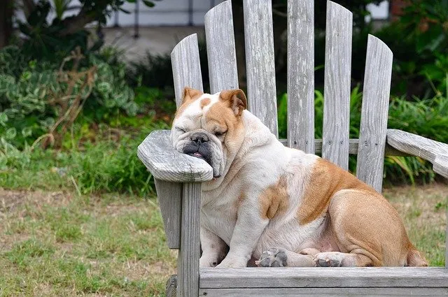Source: https://pixabay.com/photos/dog-sleeping-resting-rest-canine-848390/