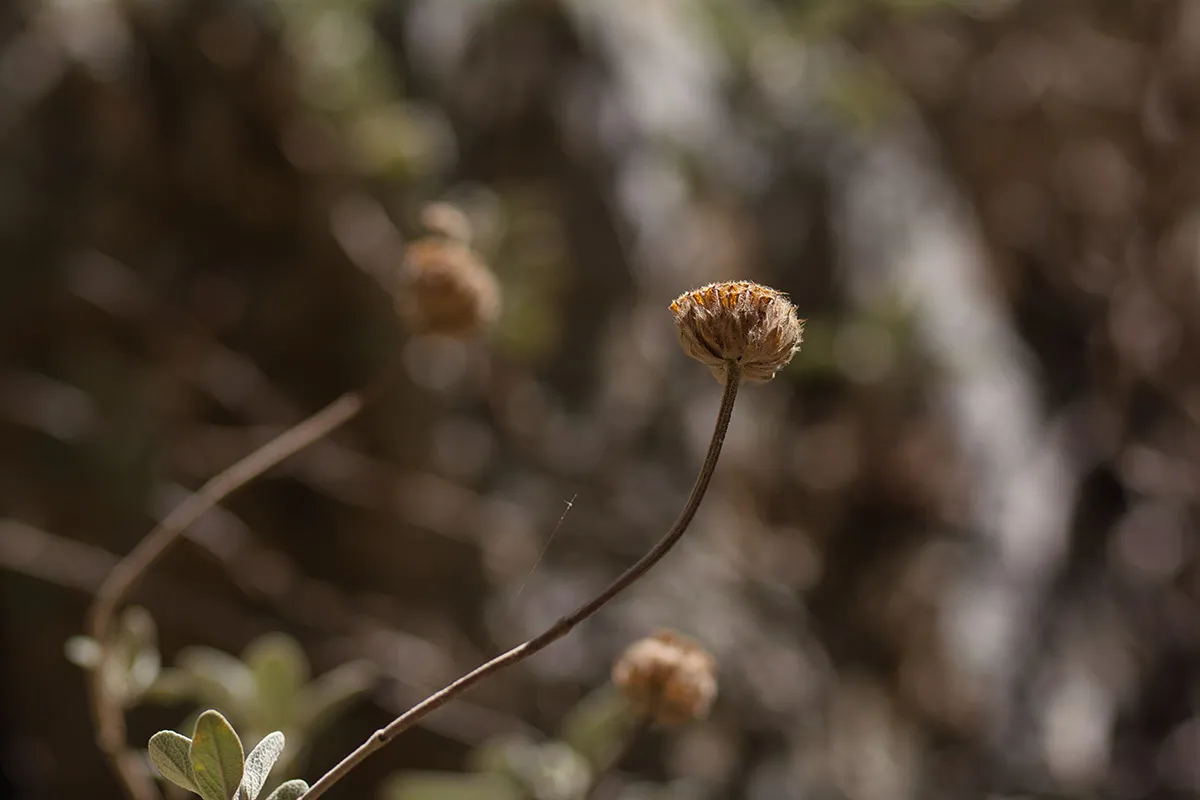 DSC_0431.jpeg