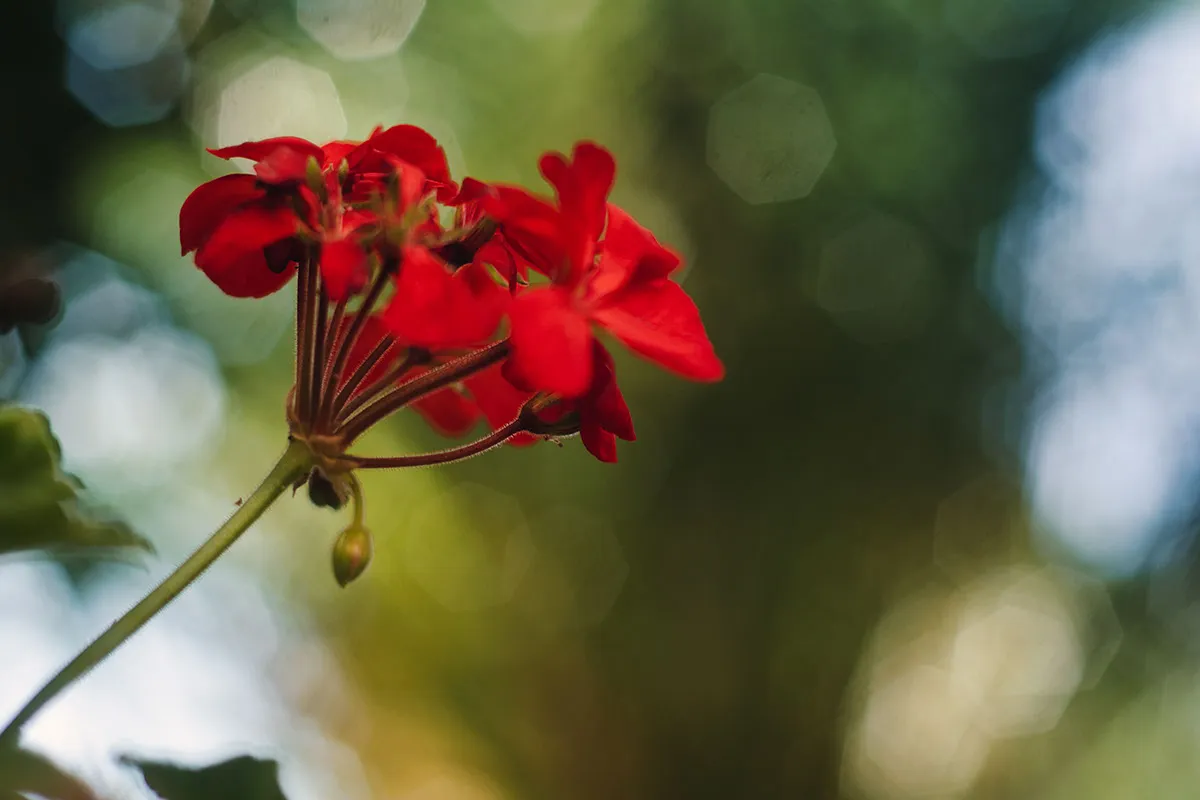 DSC_0942.jpeg
