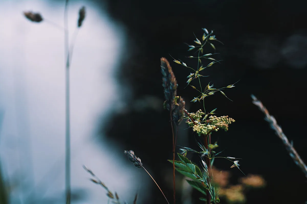 DSC_0019.jpeg