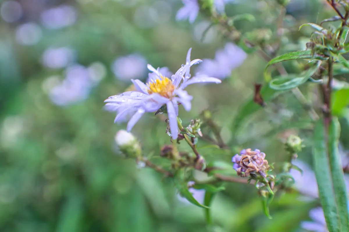 DSC_1146.jpeg