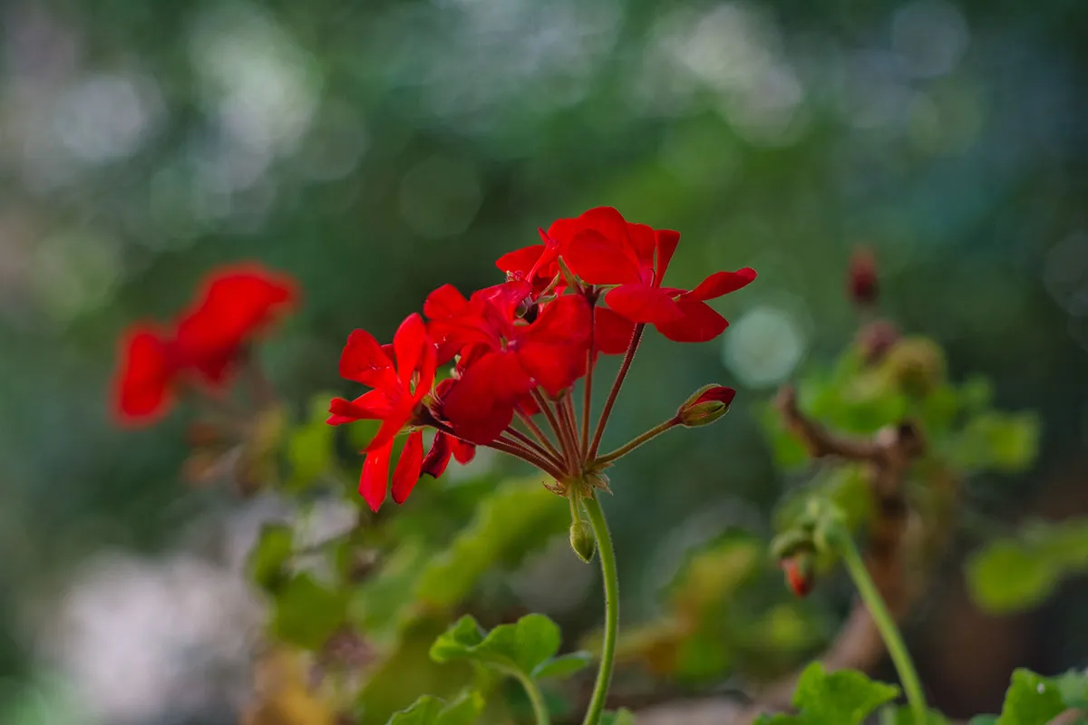 DSC_0971.jpeg