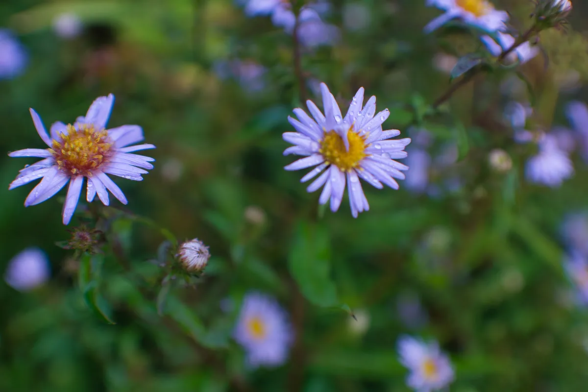 DSC_1151.jpeg