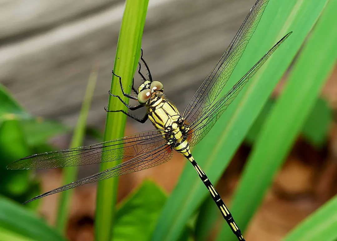 DSC_4841.jpg