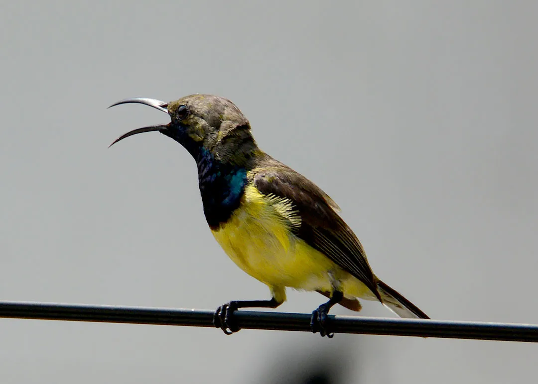 DSC_2506.jpg