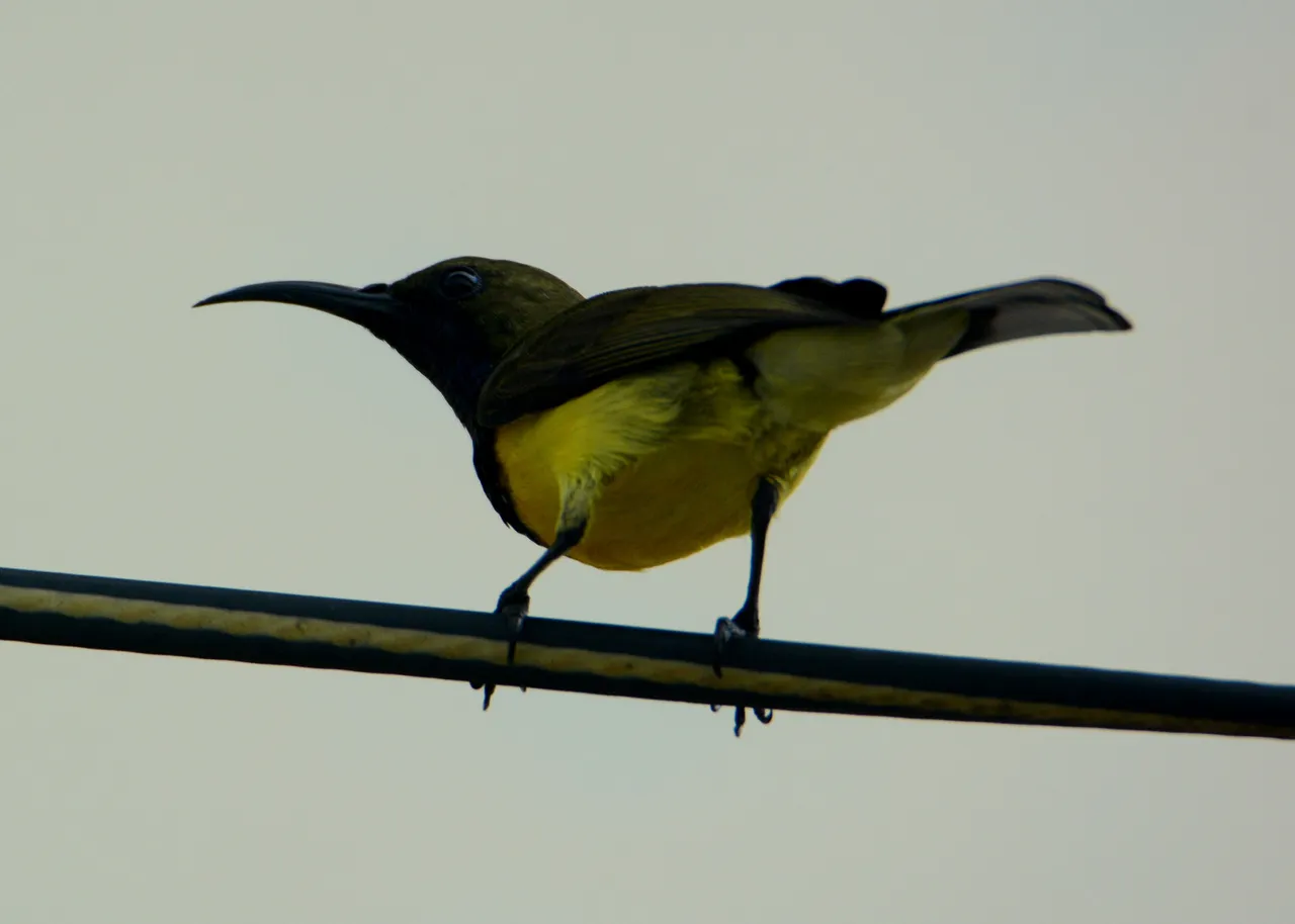 DSC_6536.jpg