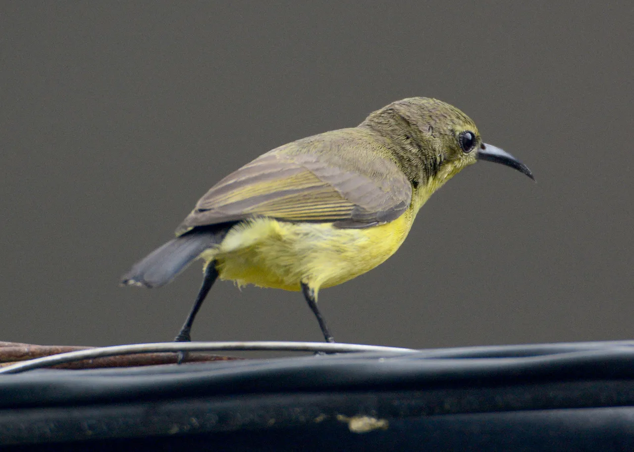 DSC_6573.jpg
