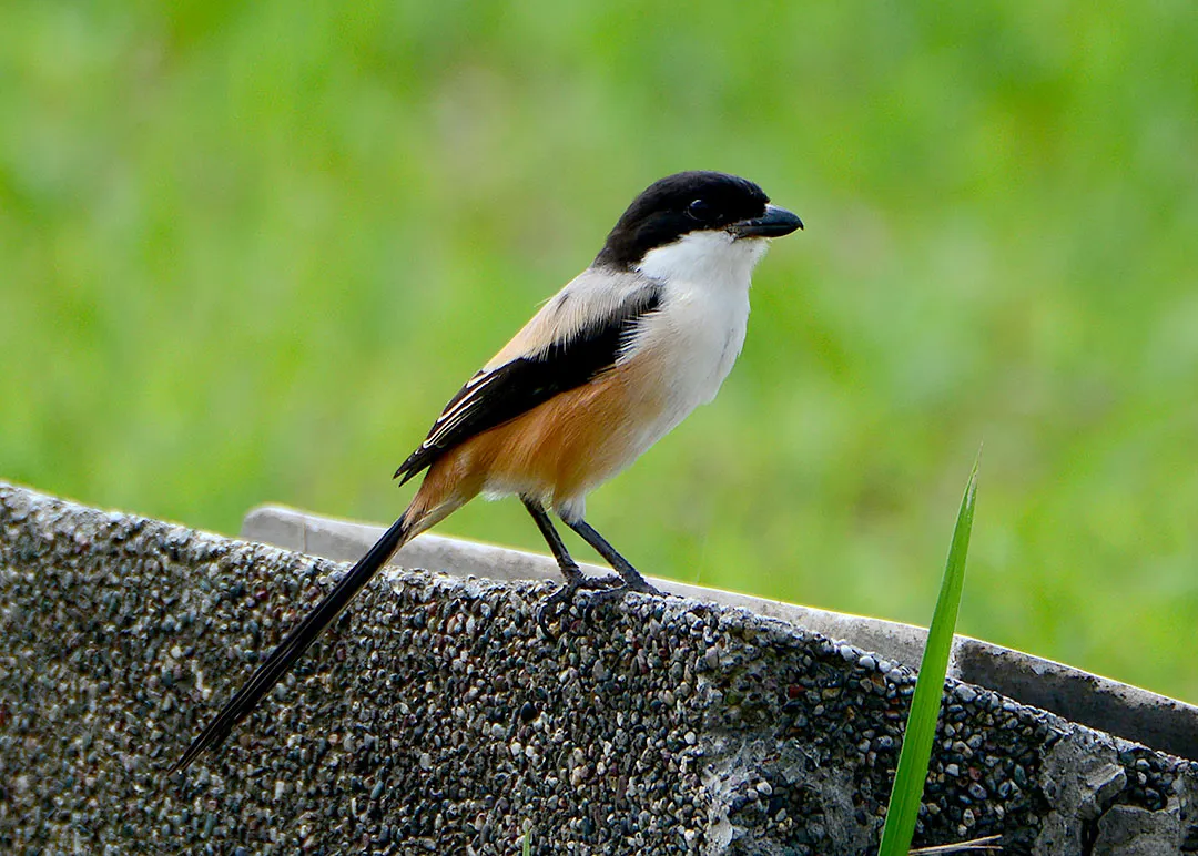 DSC_6119.jpg