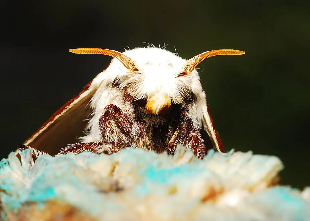 DSC_7333.jpg