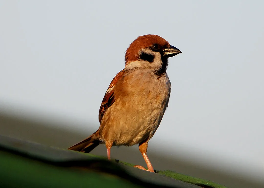 DSC_1646.jpg
