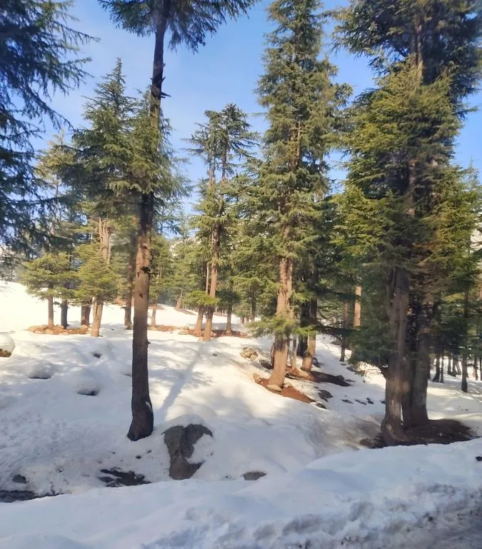 forest5.JPG