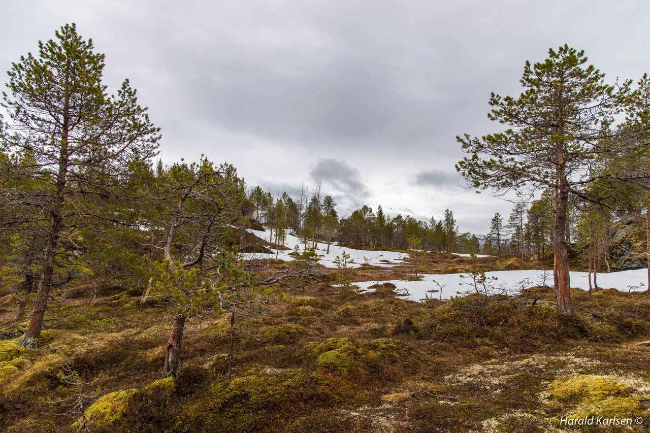 Øyjord6.jpg
