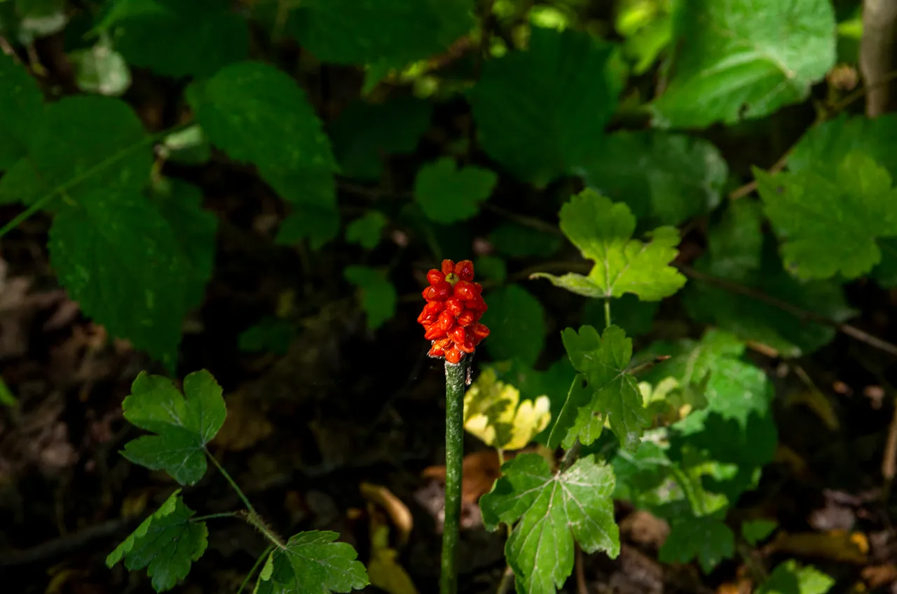 IMGP5463c.jpg