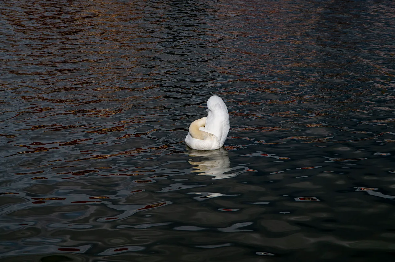 IMGP2721c.jpg
