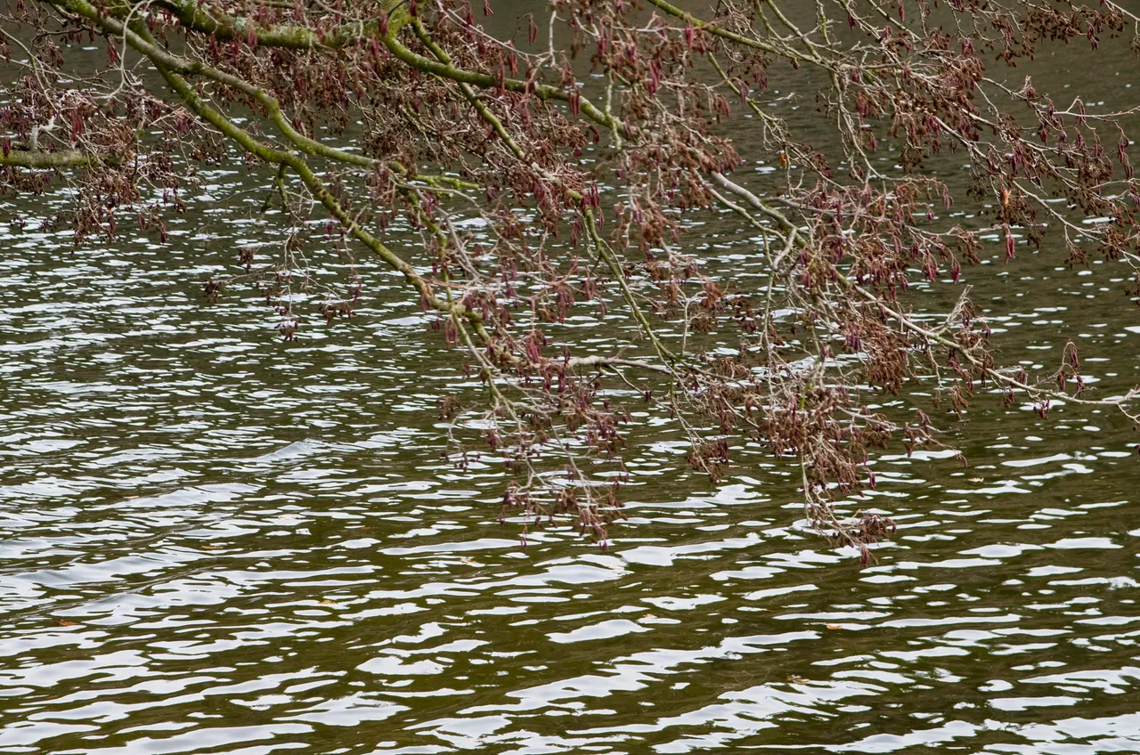 IMGP2246c.jpg