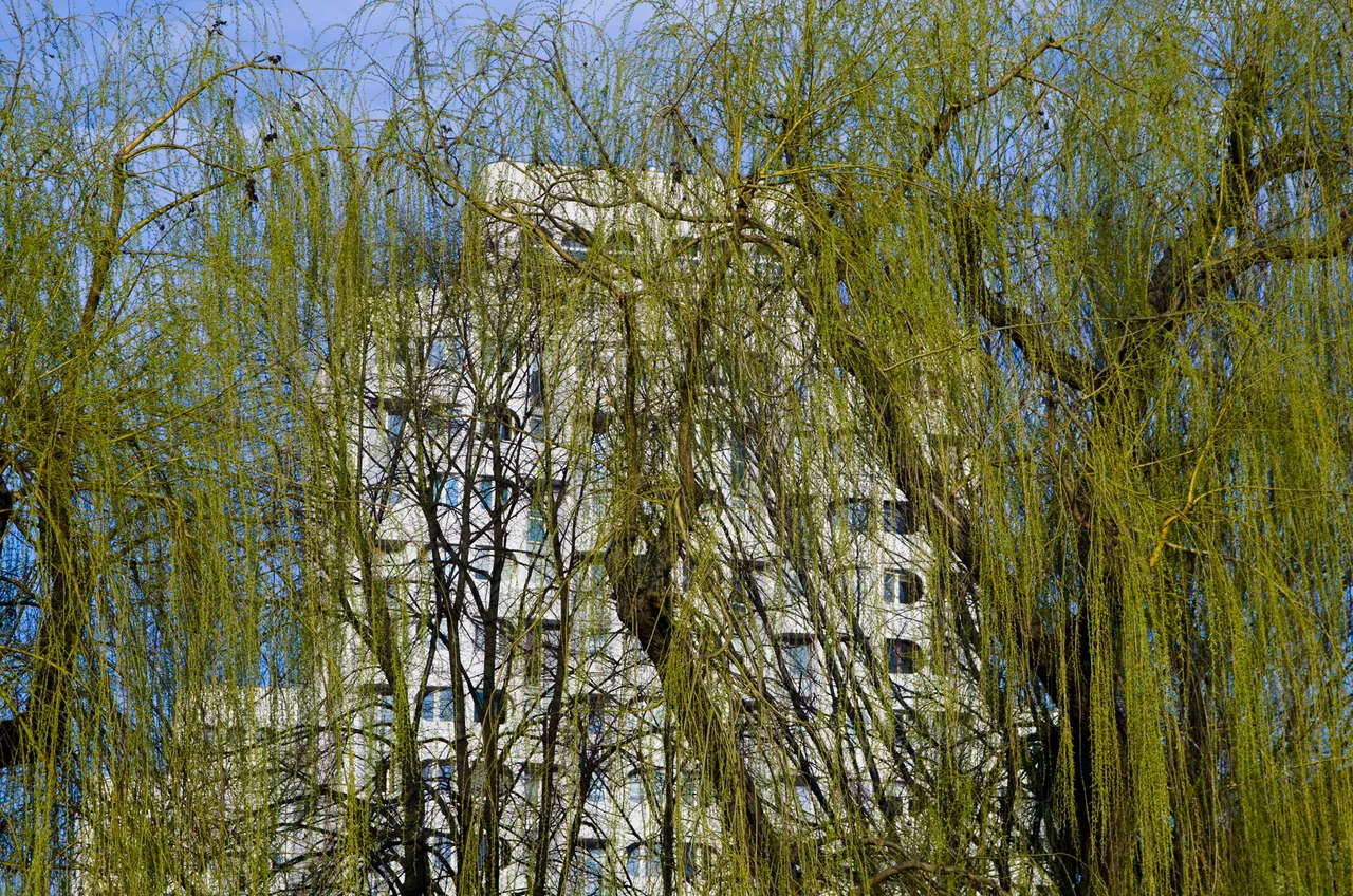 IMGP2527c.jpg
