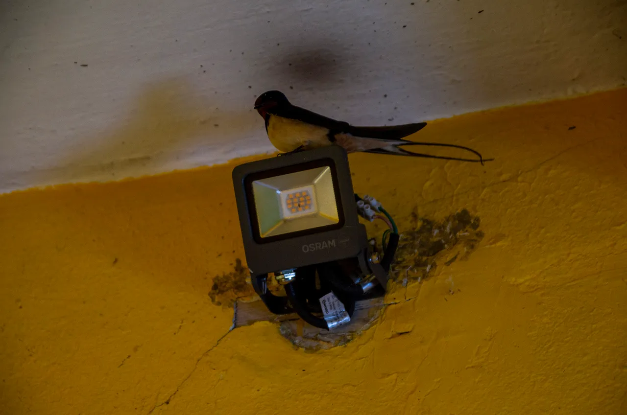 IMGP3515c.jpg