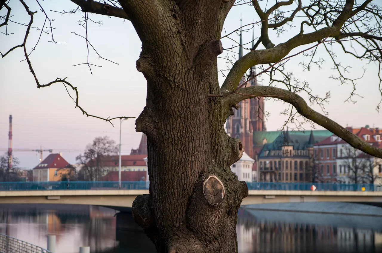 IMGP2604c.jpg