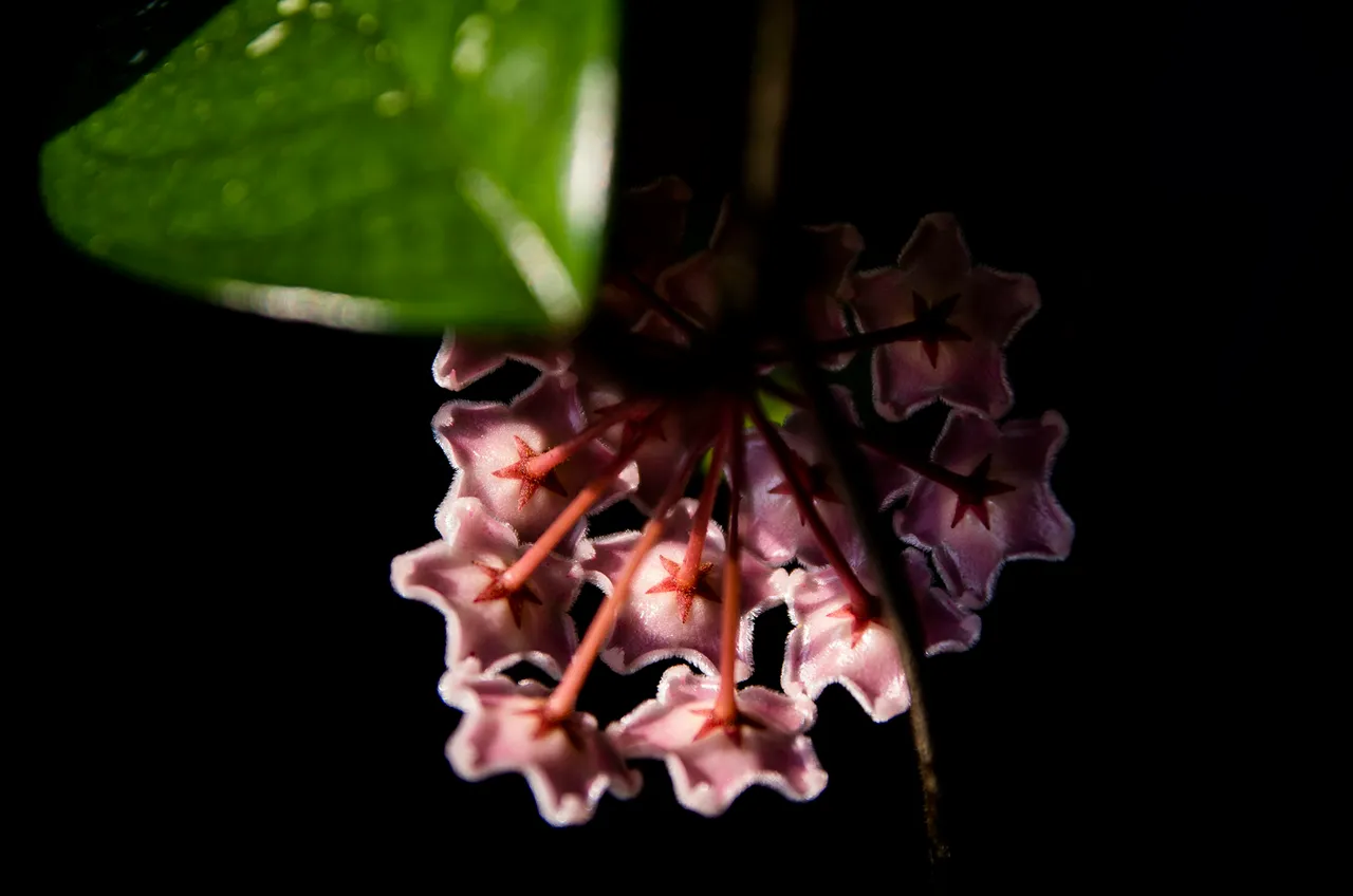 IMGP5284c.jpg