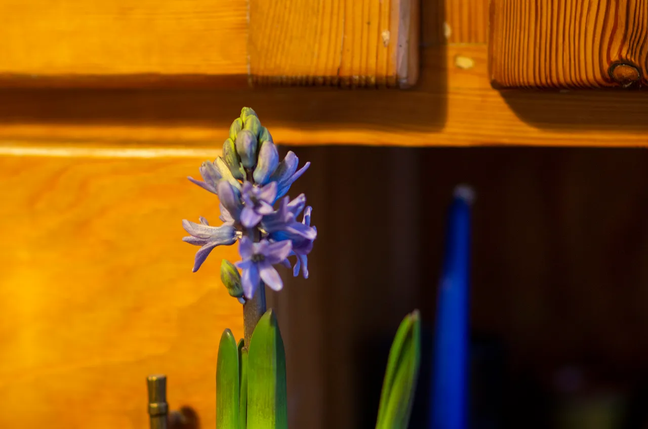 IMGP6788c.jpg