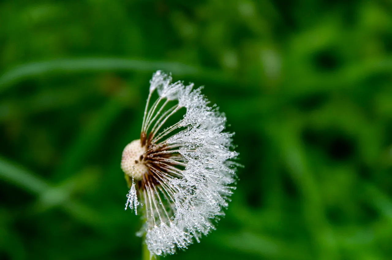 IMGP3939c.jpg