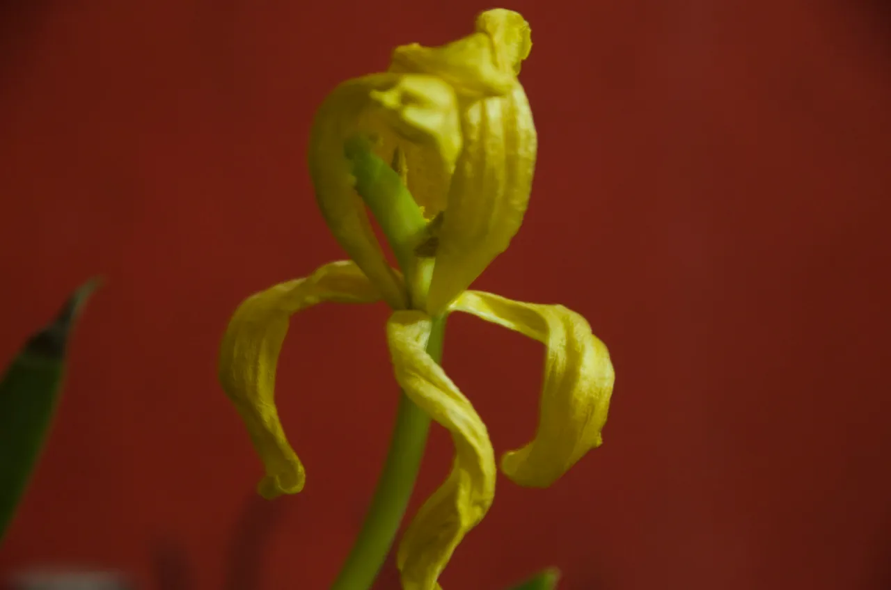 IMGP2221c.jpg
