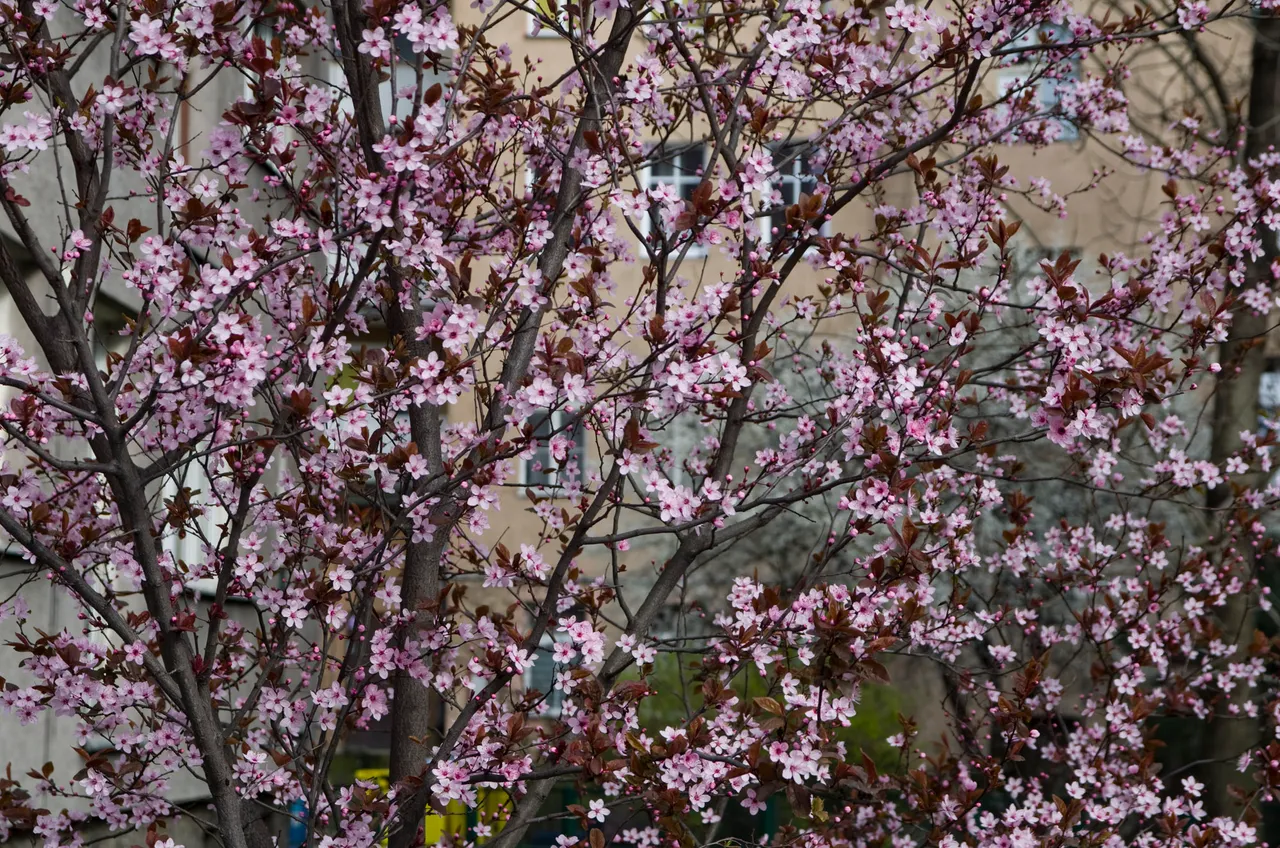 IMGP2544c.jpg