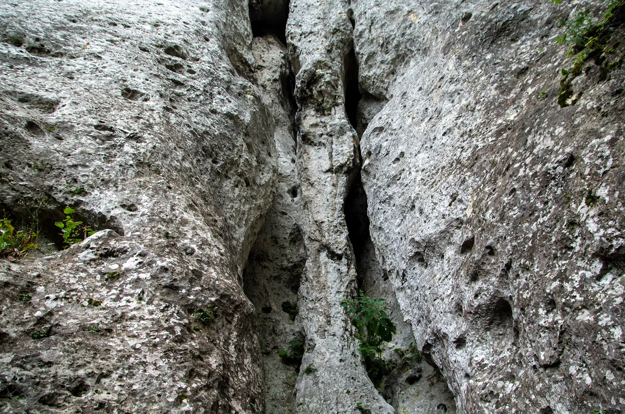 IMGP5544c.jpg