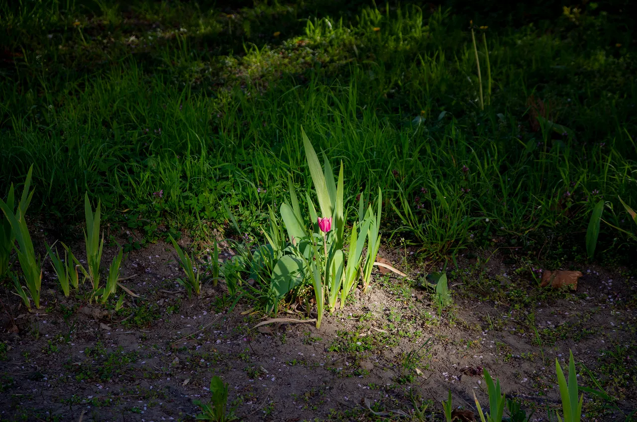 IMGP2837c.jpg