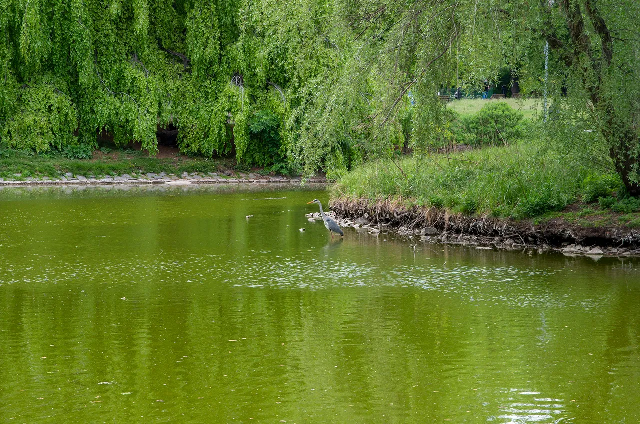 IMGP3062c.jpg