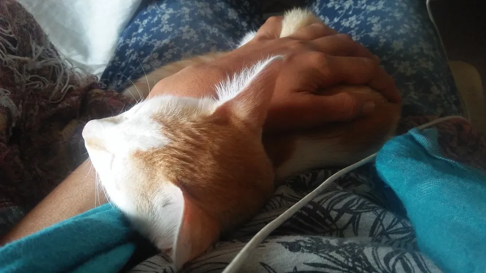 lapkitty.jpg