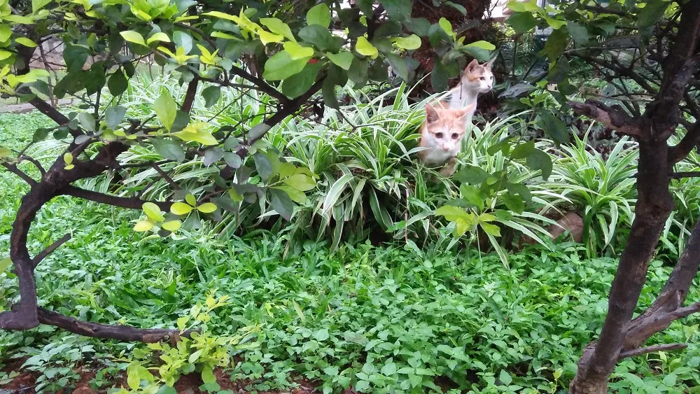 momkitty.jpg