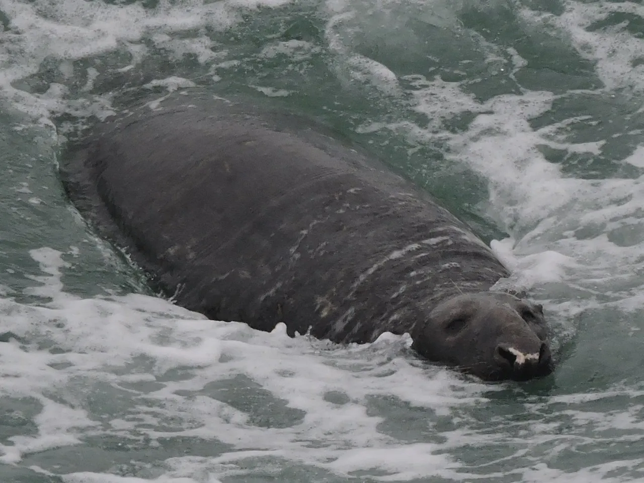 seal big.jpg