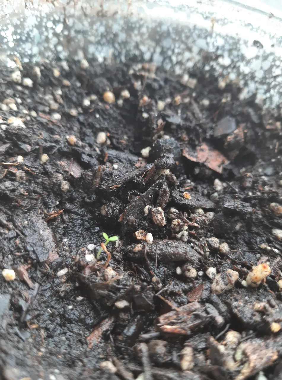 planty39.jpg