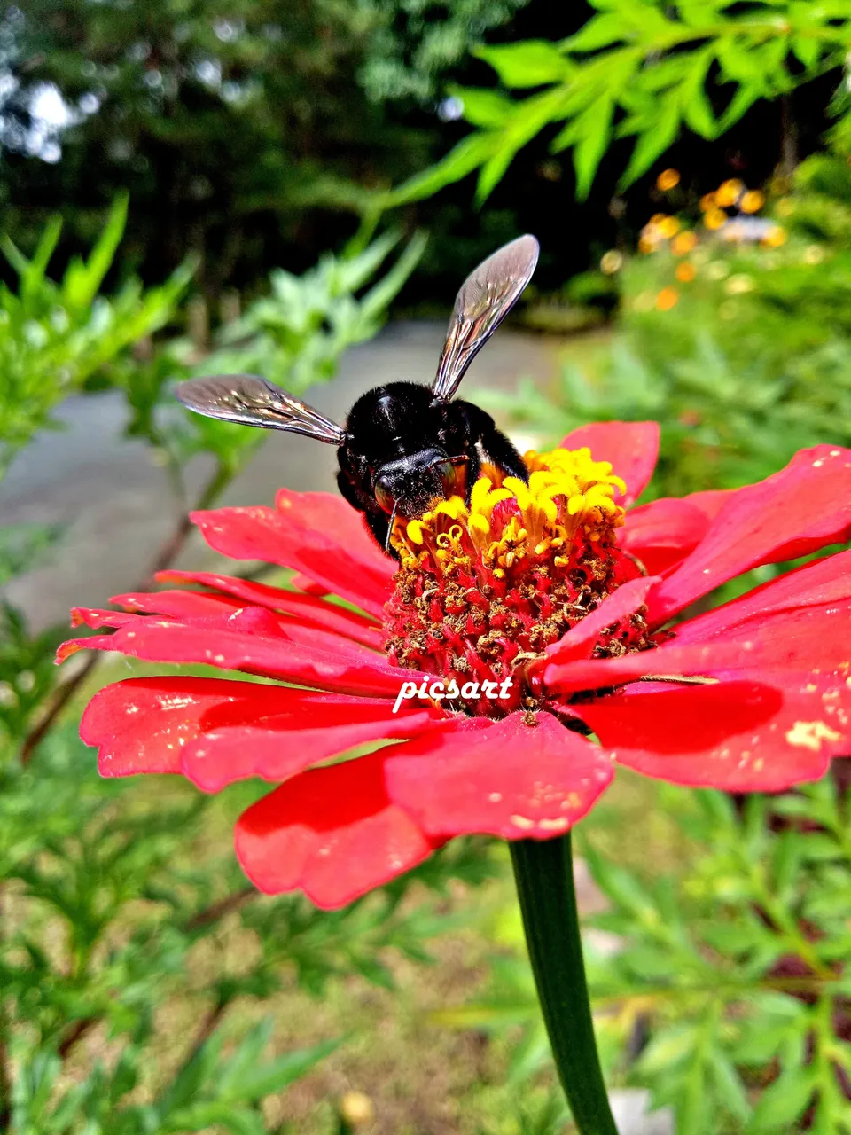 FlowerBee3.jpg